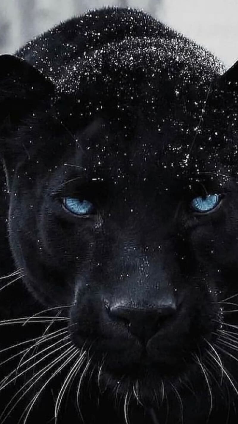 Blue-Eyed Tiger, lovely, snow, bonito, tiger, eyes, blue, HD wallpaper ...