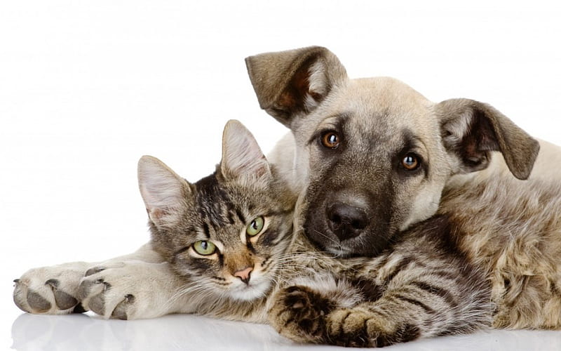 Friends Together, cat, animal, hugs, love, embraces, kitten, friends, puppy, dog, HD wallpaper