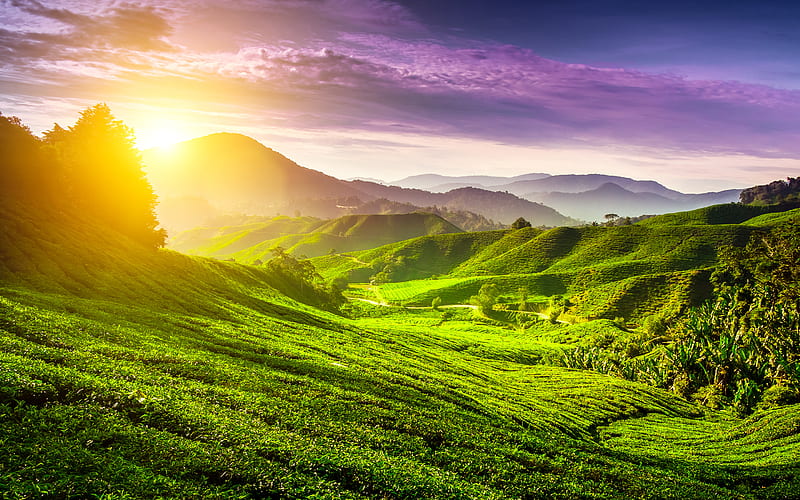 Cameron Highlands, sunset, summer, tea plantations, hills, Malaysia, Asia, HD wallpaper