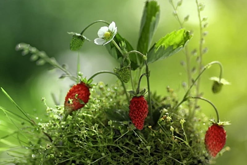 wild strawberries, cute, green, wild, strawberries, beauty, nature, HD wallpaper