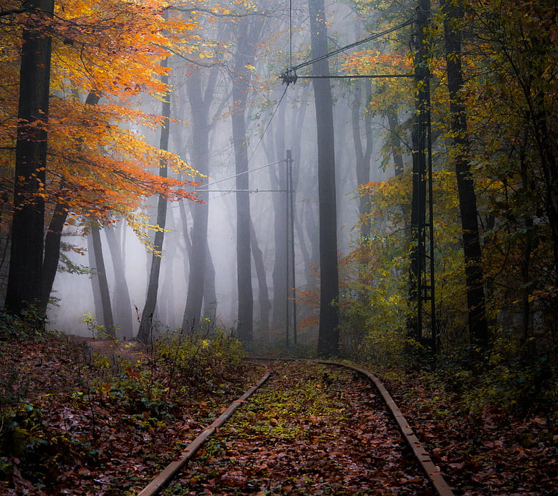 tracks railway, autumn, forest, nature, road, tracks railway, train, HD wallpaper