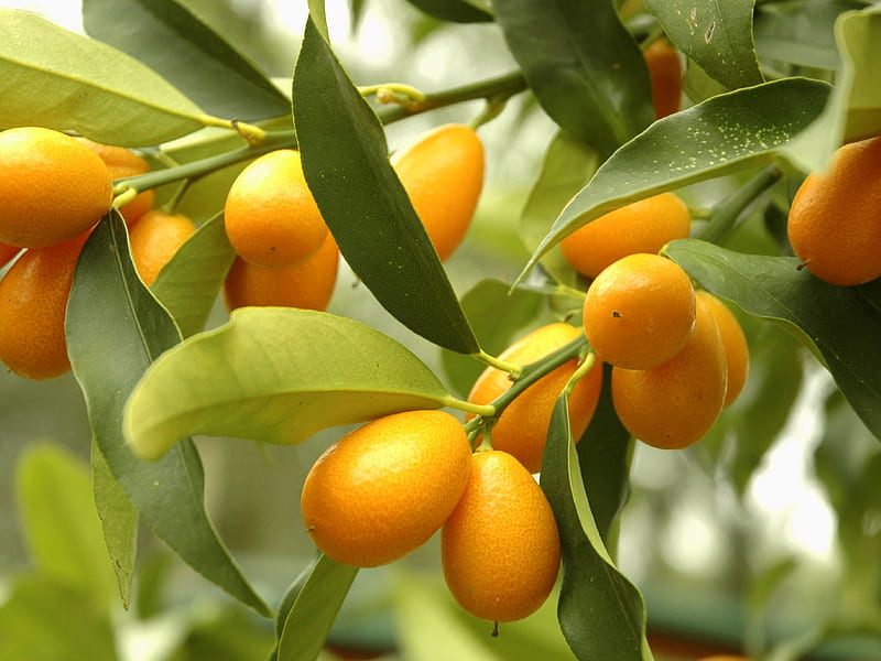 kumquat, citrus, fruits, tree, Food, HD wallpaper