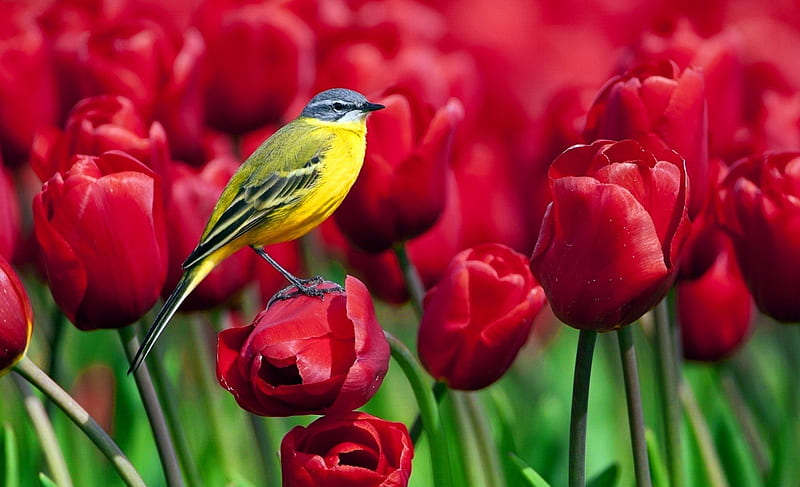 Bird and tulips, red, pretty, lovely, bonito, freshness, nice, bird, summer, flowers, nature, tulips, field, meadow, HD wallpaper