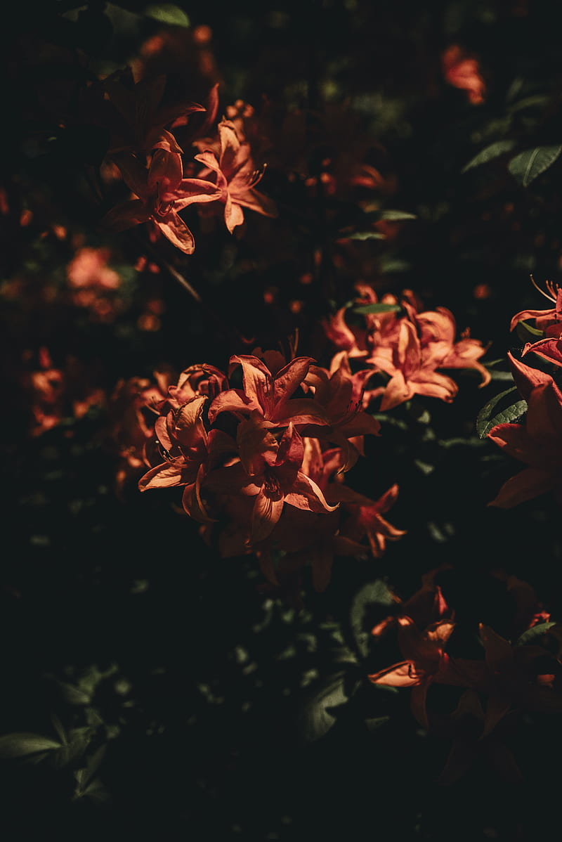 red flowers in tilt shift lens, HD phone wallpaper