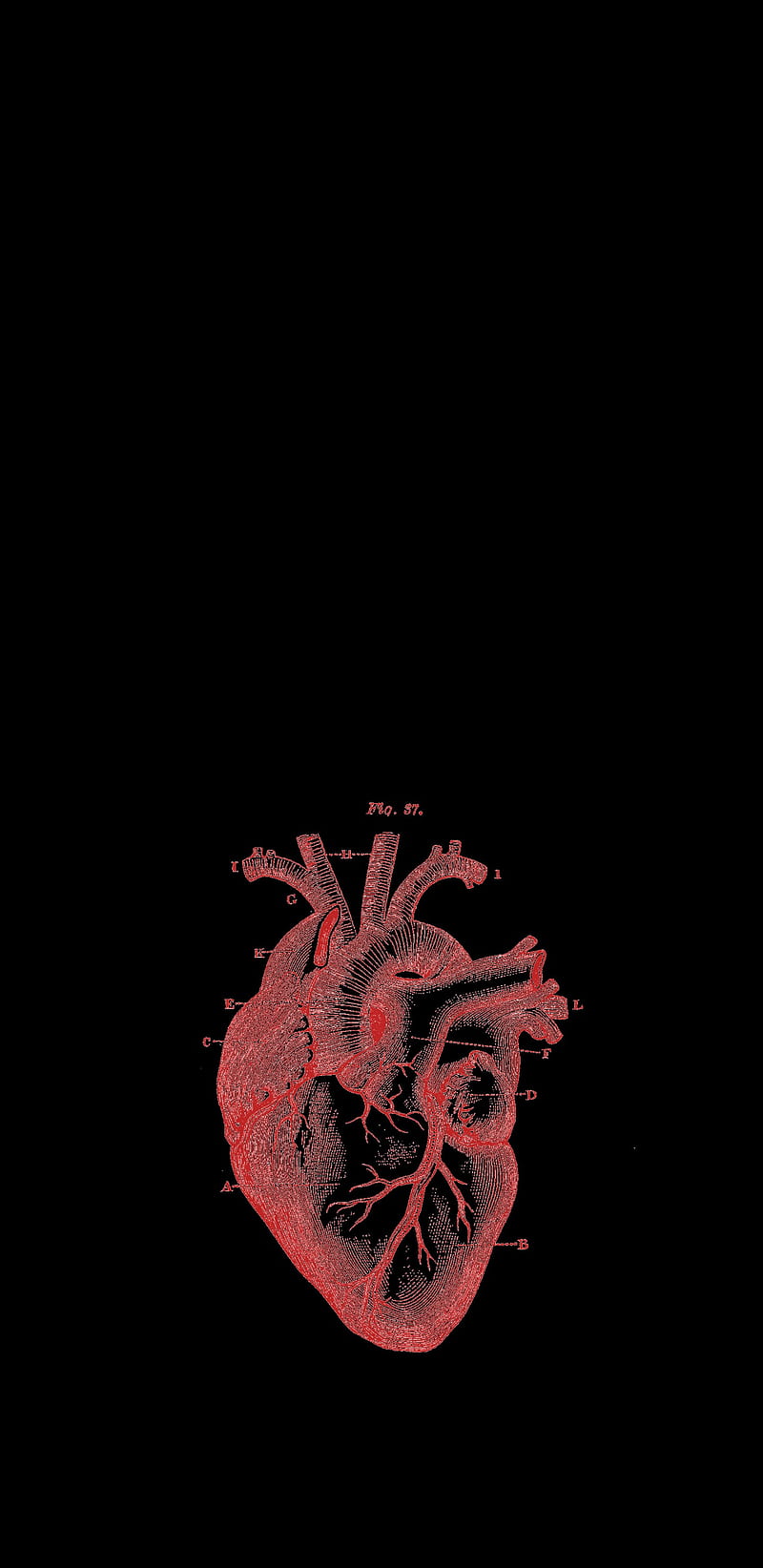 Medical Heart, anatomical, black, heart, medical, red, HD phone wallpaper |  Peakpx