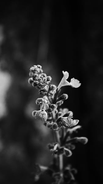 Flowers, blue, texture, black, flower, paper, pink, white, HD wallpaper