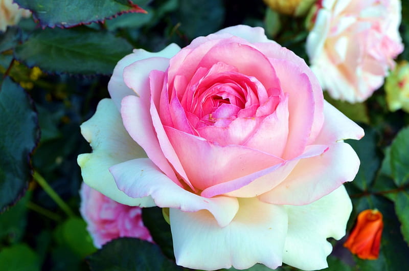 Enlish Rose, garden, petals, leaves, blossom, HD wallpaper | Peakpx