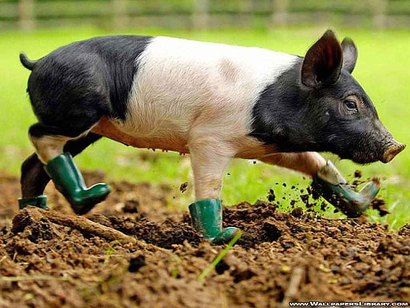 Pig in boots, muddy, pig, boots, green galoshes, black white pig, HD wallpaper