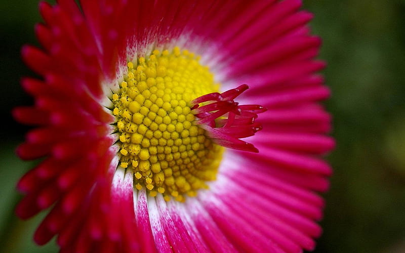 Margarita color de rosa, centro, flor, amarillo, naturaleza, pétalos, rosa,  tallo, Fondo de pantalla HD | Peakpx