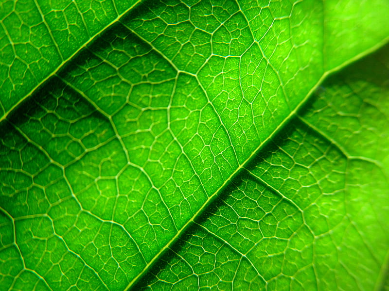 veins, leaf, plant, macro, green, HD wallpaper
