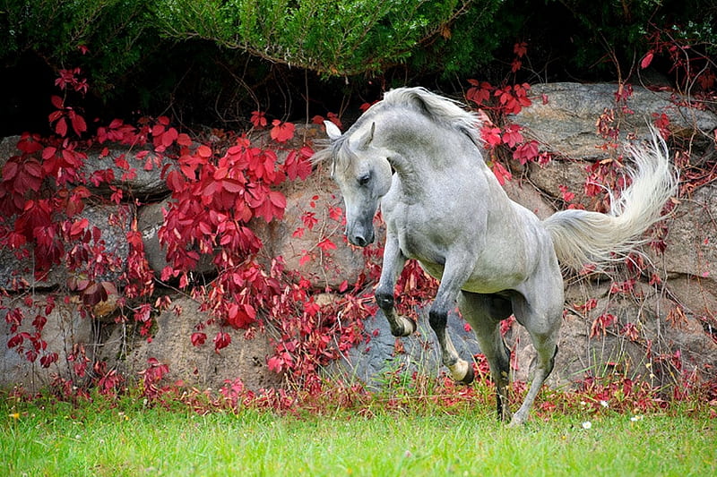 Elegance, nature, white horse, jump, elegant, HD wallpaper