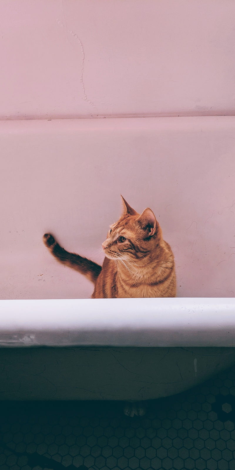 cats, simple background, simple, bathtub, HD phone wallpaper