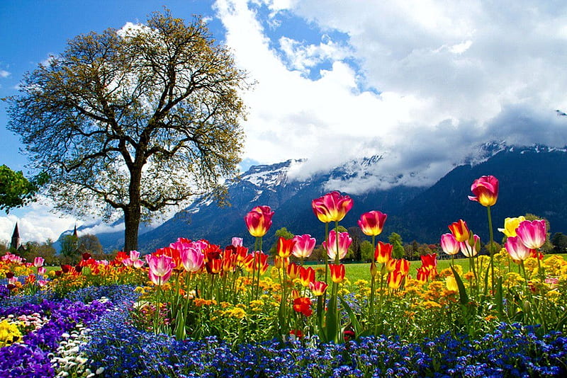 Spring in Swiss Alps, flowers, blossoms, colors, tulips, landscape, HD wallpaper