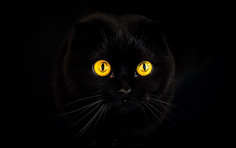 Exotic Shorthair, black cat, yellow eyes, pets, cats, cute animals, black exot, domestic cats, Exotic Shorthair Cat, HD wallpaper