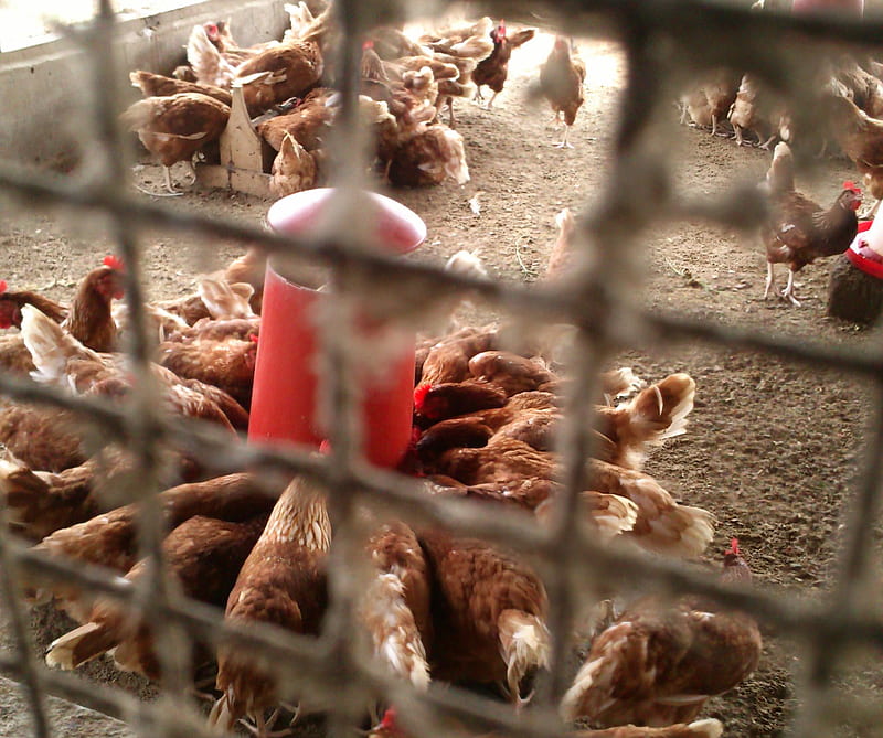 Poultry Farm, feeding, fowls, layers, net, HD wallpaper