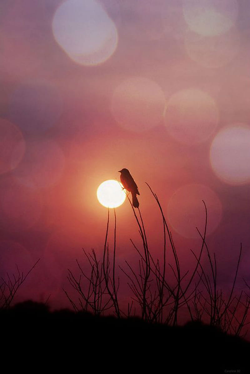 Bird, little, animal, branches, sun, pink, beige, peace, red, HD phone wallpaper