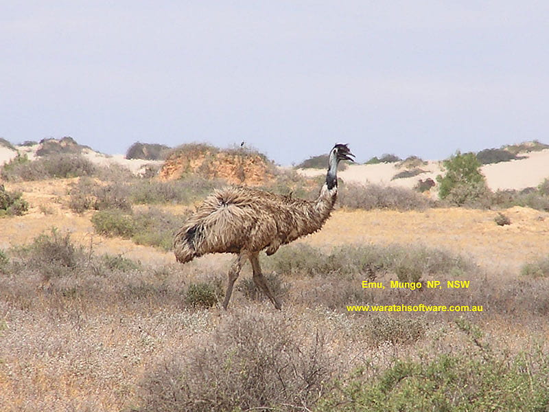 FLIGHTLESS BIRD, flightless, emu, bird, large, HD wallpaper