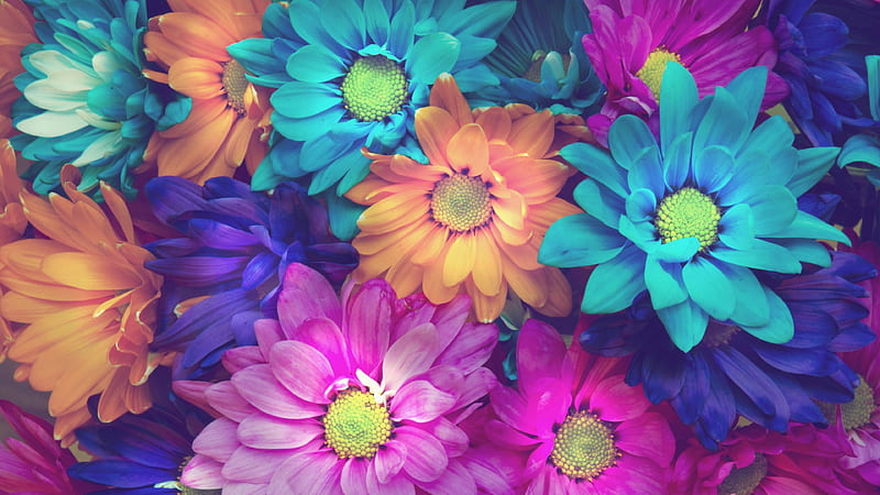 Flowers Colorful Petals, flowers, colorful, petals, HD wallpaper