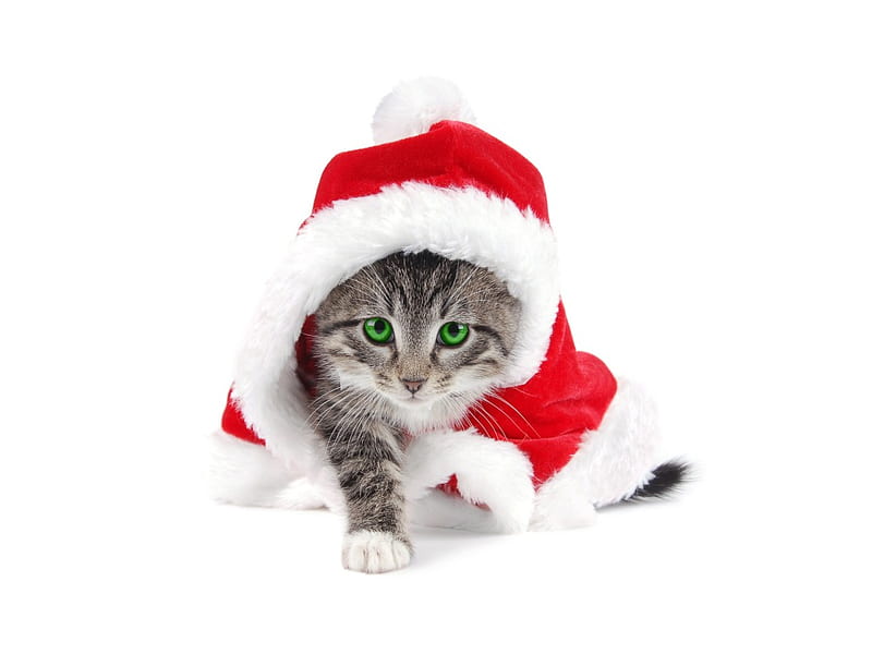 medio infraestructura Adepto Todos vestidos para navidad !, lindo, navidad, gatito, sombrero, Fondo de  pantalla HD | Peakpx