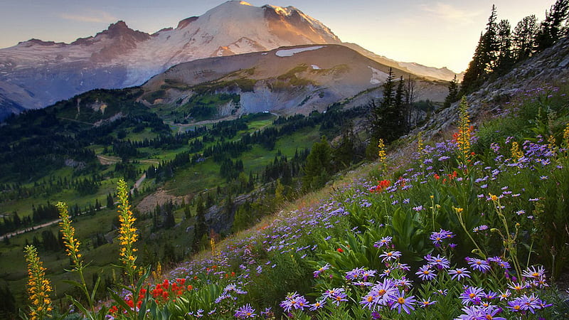 Alpine Landscape, red, forest, sun, yellow, sky, alpine, field flowers, mountain, peak, flowers, landscape, blue, HD wallpaper