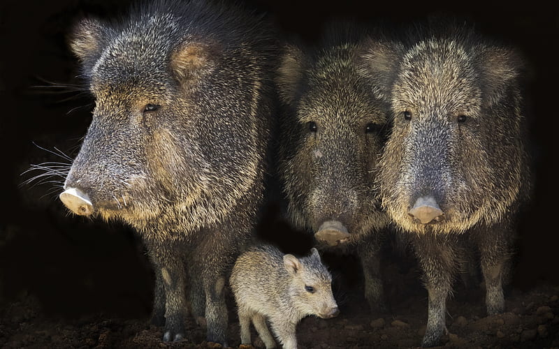 Wild boar, little boar, family of wild boars, wildlife, wild animals, wild swine, HD wallpaper