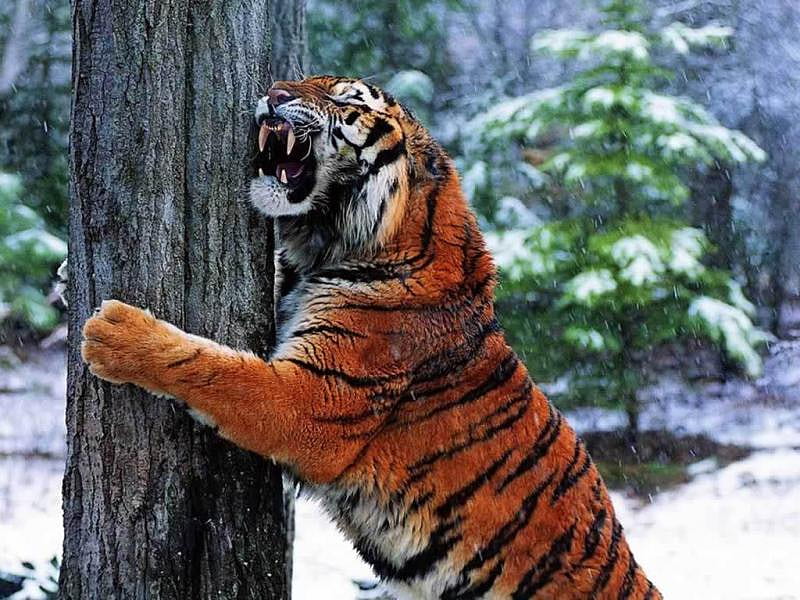 the tiger hug, hug, tree, HD wallpaper