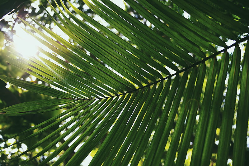 palm leaf covering shade of sun, HD wallpaper