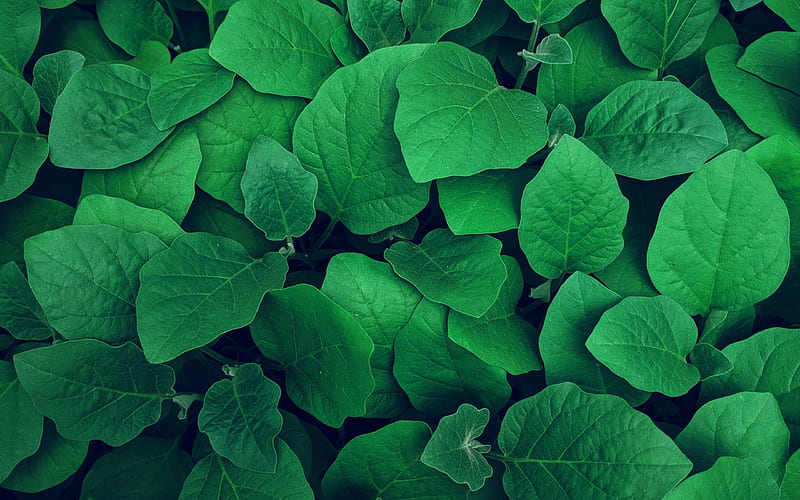 background with green leaves, green bush, green leaves texture, natural textures, environment, ecology, green leaves, HD wallpaper