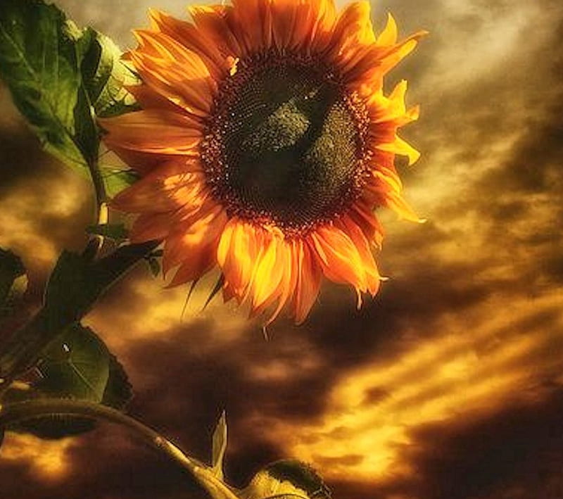 Girasol, bonita, naturaleza, flor, Fondo de pantalla HD | Peakpx