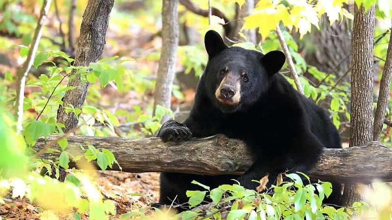 Black bear spotted in Nashville - Nashville Business Journal, American Black Bear, HD wallpaper