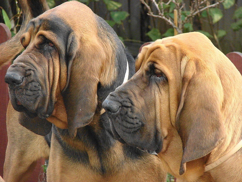 Blood Hound, apex legendary bloodhound skins HD phone wallpaper | Pxfuel