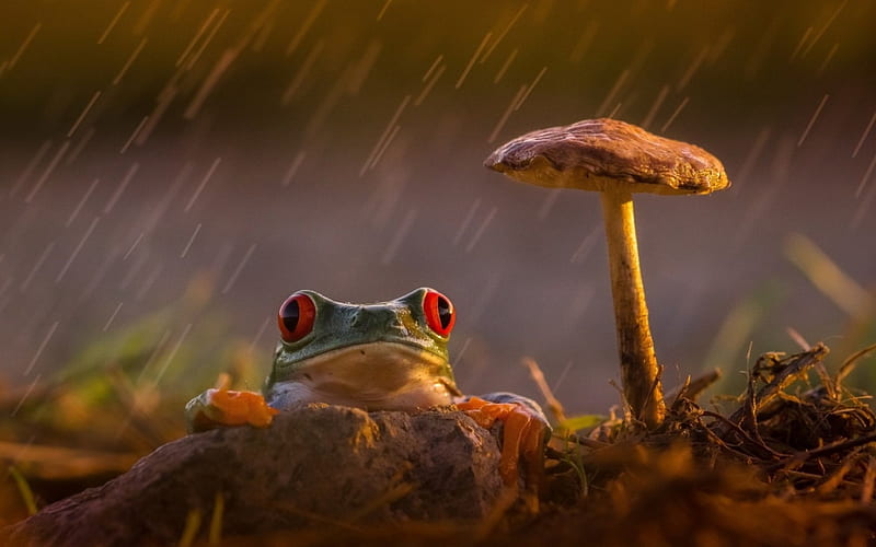 Frog, red, orange, mushroom, animal, green, rain, eyes, water droips, HD wallpaper