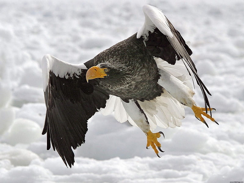 Stellers Sea Eagle-Animal selected, HD wallpaper