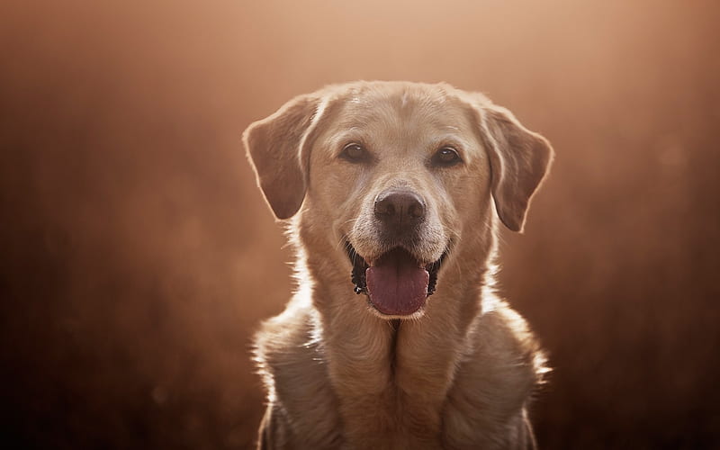 labrador retriever, evening, pet, cute dogs, brown retriever, dog breeds, HD wallpaper