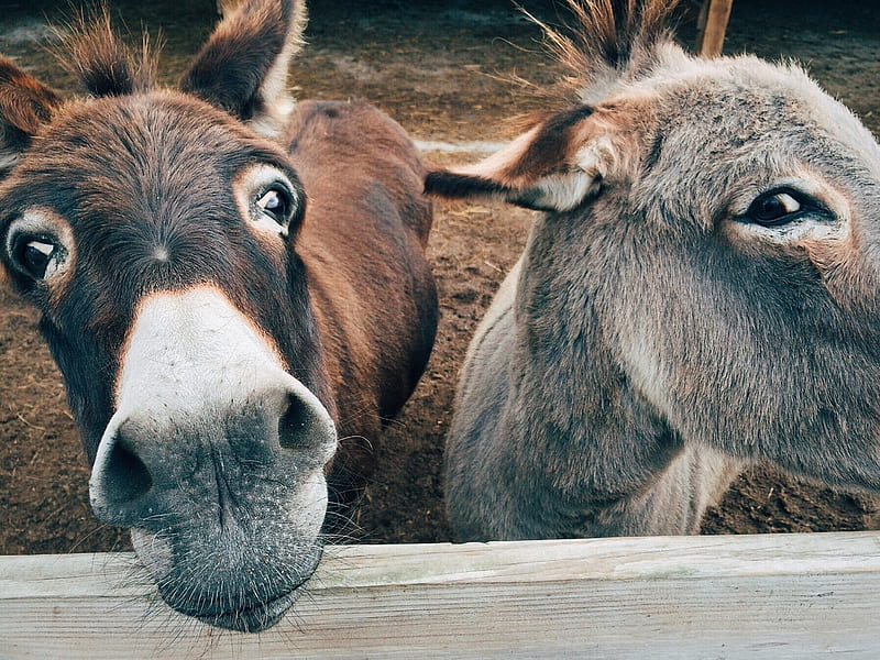 Brown & grey donkeys, animals, cute, duo, silly domestic, donkeys, HD wallpaper