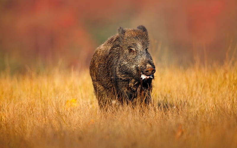 wild boar, autumn, field, wildlife, pigs, HD wallpaper