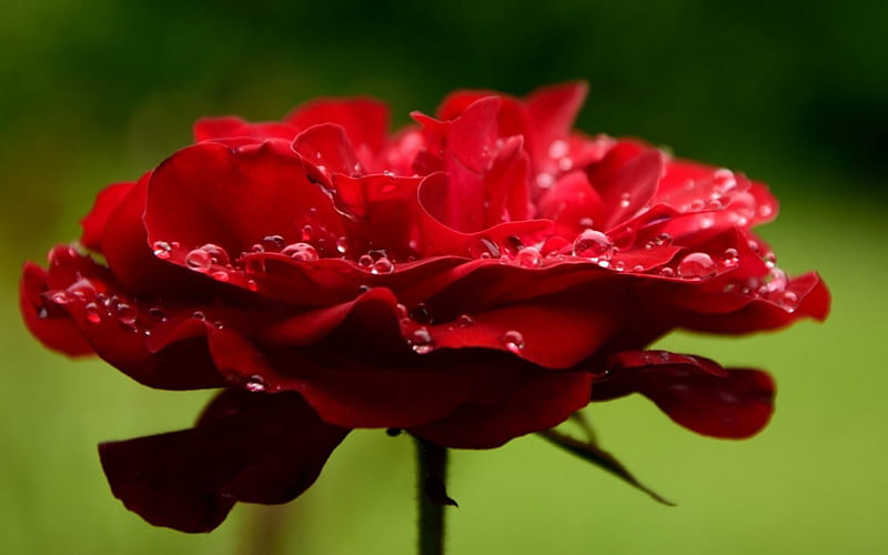 Rose, red, wet, green, water drops, flower, dew, HD wallpaper