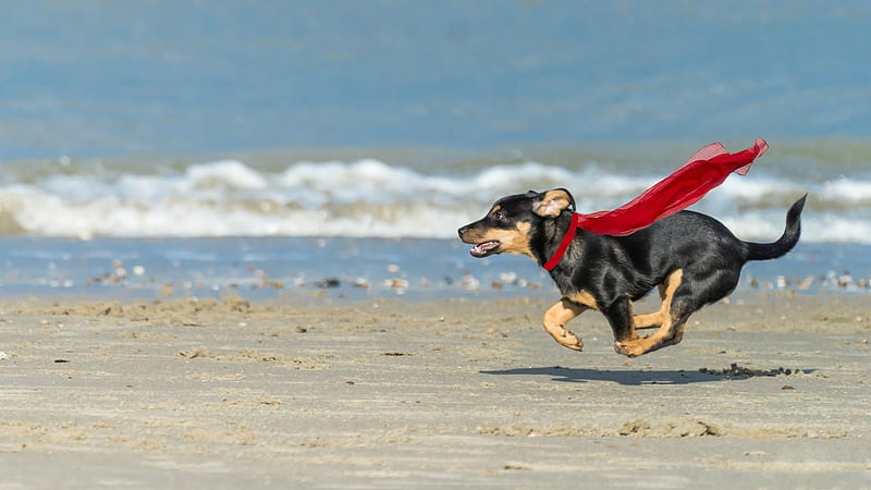 Super Pupper, beach, Dog, puppy, animal, HD wallpaper