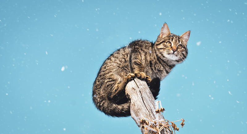 cat, snowfall, snow, pillar, HD wallpaper