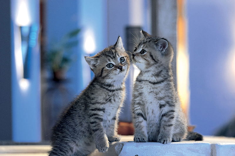 Sweet love, feline, cat, kitten, couple, animal, sweet, HD wallpaper