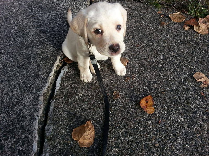 labrador pup, on, sits, street, leash, HD wallpaper