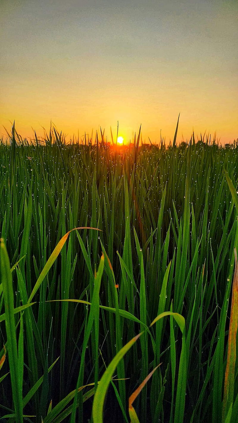 Evening grass, green, nature, sun, sunset, sunshine, HD phone wallpaper