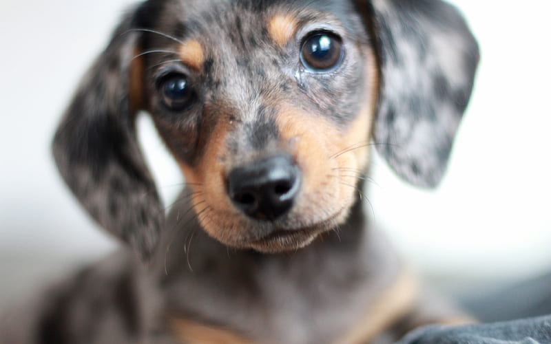 dachshund dogs, cute animals, muzzle, Canis lupus familiaris, HD wallpaper