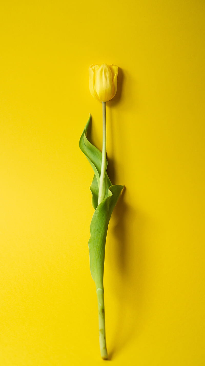tulip, flower, yellow, minimalism, HD phone wallpaper