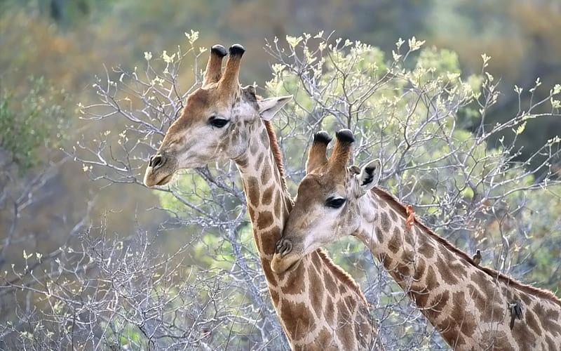 Love last - Giraffe, HD wallpaper
