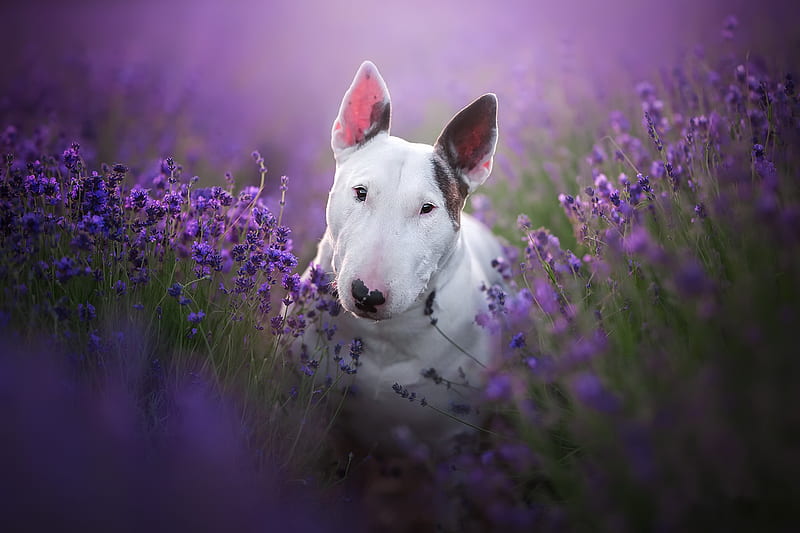 Perros, bull terrier, perro, mascota, flor morada, Fondo de pantalla HD |  Peakpx