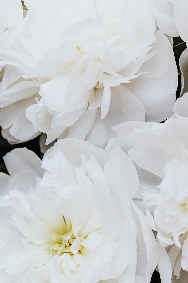 White Flower in Macro Shot, HD phone wallpaper