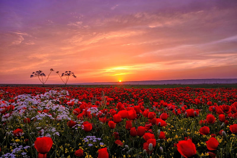 Poppy field, amazing, sun, lovely, poppies, bonito, sunset, sky, purple, flowers, sunrise, pink, field, HD wallpaper