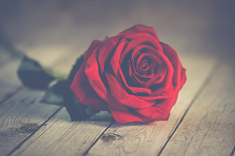 One red rose, Love, Red, One, Rose, Flowers, HD wallpaper