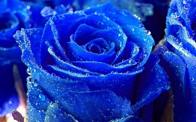 Rosas azules, rosa, suave, gotas, delicado, agua, ramo, flor, naturaleza,  azul, Fondo de pantalla HD | Peakpx